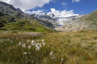 Mountain landscape with woolly grass in front of Schlatenkees glacier
