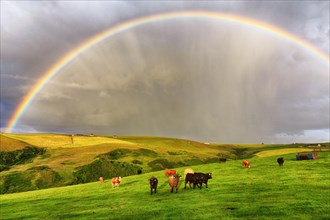 Angus cattle grazing on pasture in agricultural landscape with rainbow