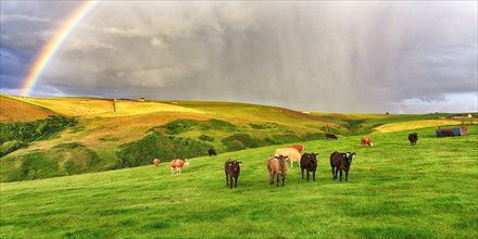 Angus cattle grazing on pasture in agricultural landscape with rainbow