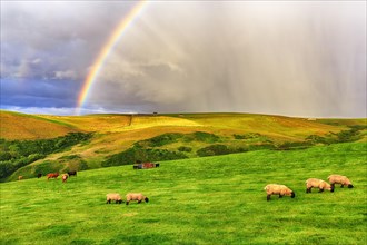 Scottish Highland Domestic sheep (Ovis gmelini aries) graze in a meadow with rainbow