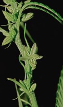 Flowering Hemp (cannabis) on black background