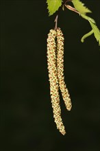 Silver birch (Betula pendula)