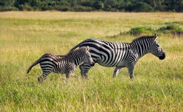 Zebras (Equus quagga)