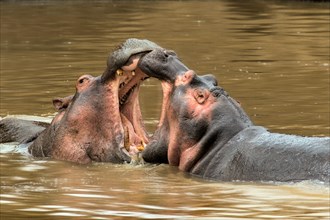 Hippopotamuses (Hippopotamus amphibicus)