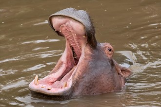 Hippopotamus (Hippopotamus amphibius) with a wide open mouth
