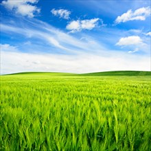 Green field with fair weather clouds