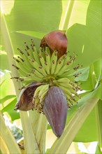 Banana tree (Musa sp.)