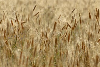 Wheat (Triticum sp.) field