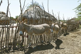 Donkey (Equus africanus asinus) in front of mud huts
