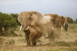 African elephants (Loxodonta africana) takin a sand bath