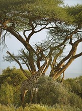 Giraffe (Giraffa camelopardalis) under an acacia