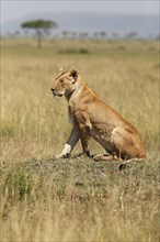 Lioness (Panthera leo) sitting on a small hill