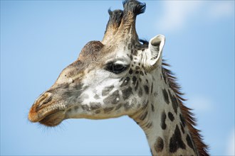 Giraffe (Giraffa camelopardalis) animal portrait