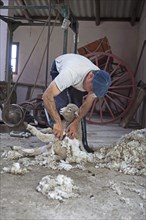 Gaucho shearing wool of a domestic sheep
