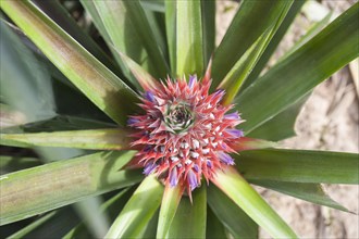 Flowering pineapple (Ananas comosus)