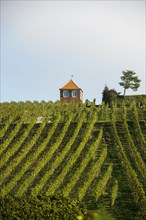 Red vine cottage with vineyard