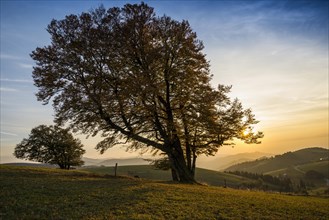 Wood pasture beeches (fagus) in autumn in front of hilly landscape