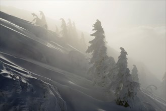 Snow-covered mountain spruces in winter
