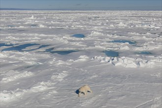 Polar bear (Ursus maritimus) walking on ice