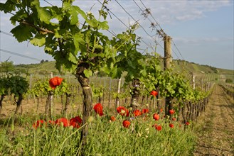 Vines and common poppies (Papaver rhoeas)