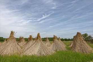 Schilfmandl