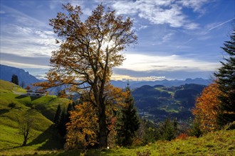 Autumn tree with mountain landscape