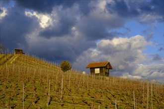 Vineyard with cloudy sky