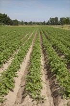 Potato plants (Solanum tuberosum)