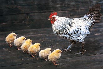 Cock stands imposingly in front of six chick lined up