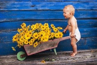 Three-year old girl with diaper pushing wheelbarrow with flowers