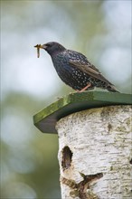 Starling (Sturnus vulgaris) with food in its beak sitting on nest box