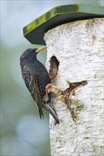 Starling (Sturnus vulgaris) with food in its beak at the nesting box