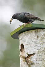 Starling (Sturnus vulgaris) with food in its beak sitting on nest box