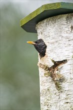 Starling (Sturnus vulgaris) looks out of nestbox