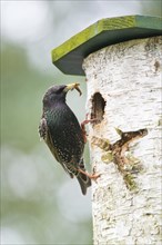 Starling (Sturnus vulgaris) with food in its beak at the nesting box