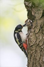 Great Spotted Woodpecker (Dendrocopos major) feeding young birds in breeding burrow