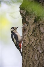 Great Spotted Woodpecker (Dendrocopos major) on tree trunk in front of breeding burrow with squabs