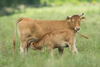 Cow (Bos primigenius taurus) suckling calf on pasture
