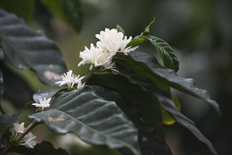 Branch with white flowers of the coffee plant (Coffea arabica)