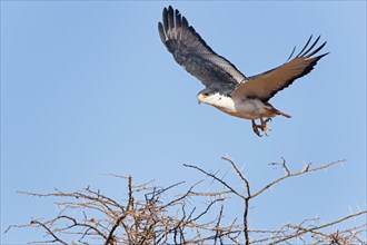 Augur buzzard (Buteo augur) in flight