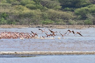 Flamingos (Phoenicopteridae) departing