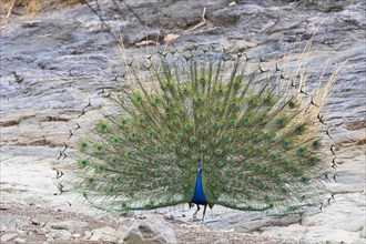 Indian or blue peacock (Pavo cristatus) in Ranthambhore Tiger Reserve