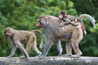 Hamadryas baboon family with child on back