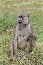 Yellow baboon (Papio cynocephalus)