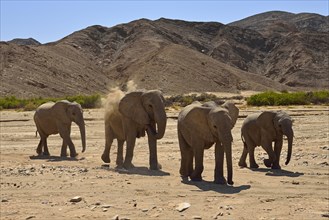 Group of Namibian Desert Elephants