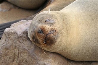 Sleeping Cape Fur Seal (Arctocephalus pusillus)