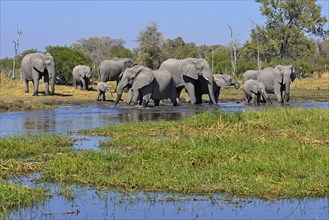 African elephants (Loxodonta africana)