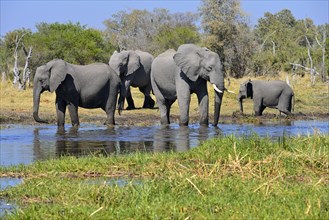 African elephants (Loxodonta africana) at Khwai river