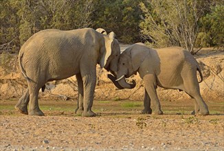 Namibian Desert elephants (Loxodonta africana)