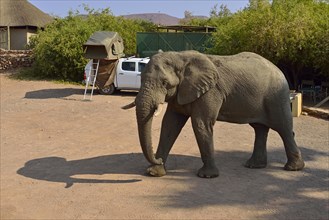 Namibian Desert elephant (Loxodonta africana)